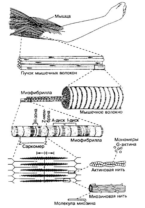 Сокращенная миофибрилла схематический рисунок