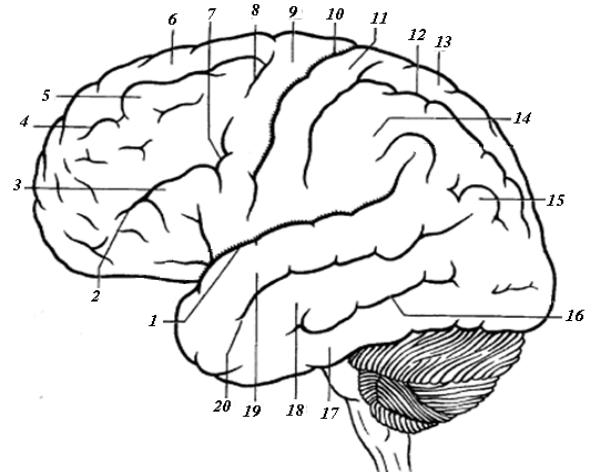 Мозг без подписей. Извилины ВЕРХНЕЛАТЕРАЛЬНОЙ поверхности. Борозды ВЕРХНЕЛАТЕРАЛЬНОЙ поверхности головного мозга. Схема левого полушария борозды извилины. Верхнелатеральная поверхность головного мозга рисунок.
