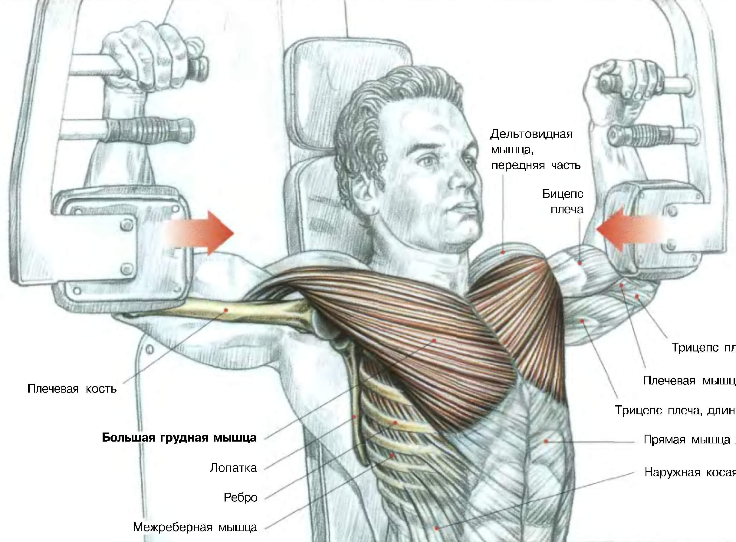 Упражнения в зале для грудных мышц мужчин