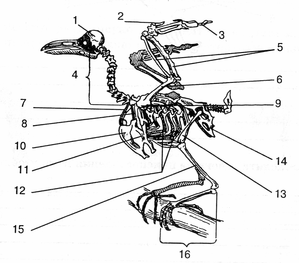 Скелет птицы легко. Скелет птицы схема биология 7 класс. Отделы скелета птиц. Строение скелета птицы. Скелет птицы без подписей.