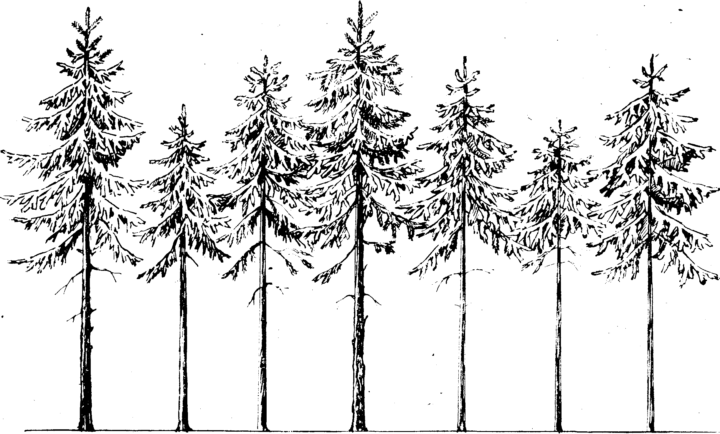 Схематическое изображение леса