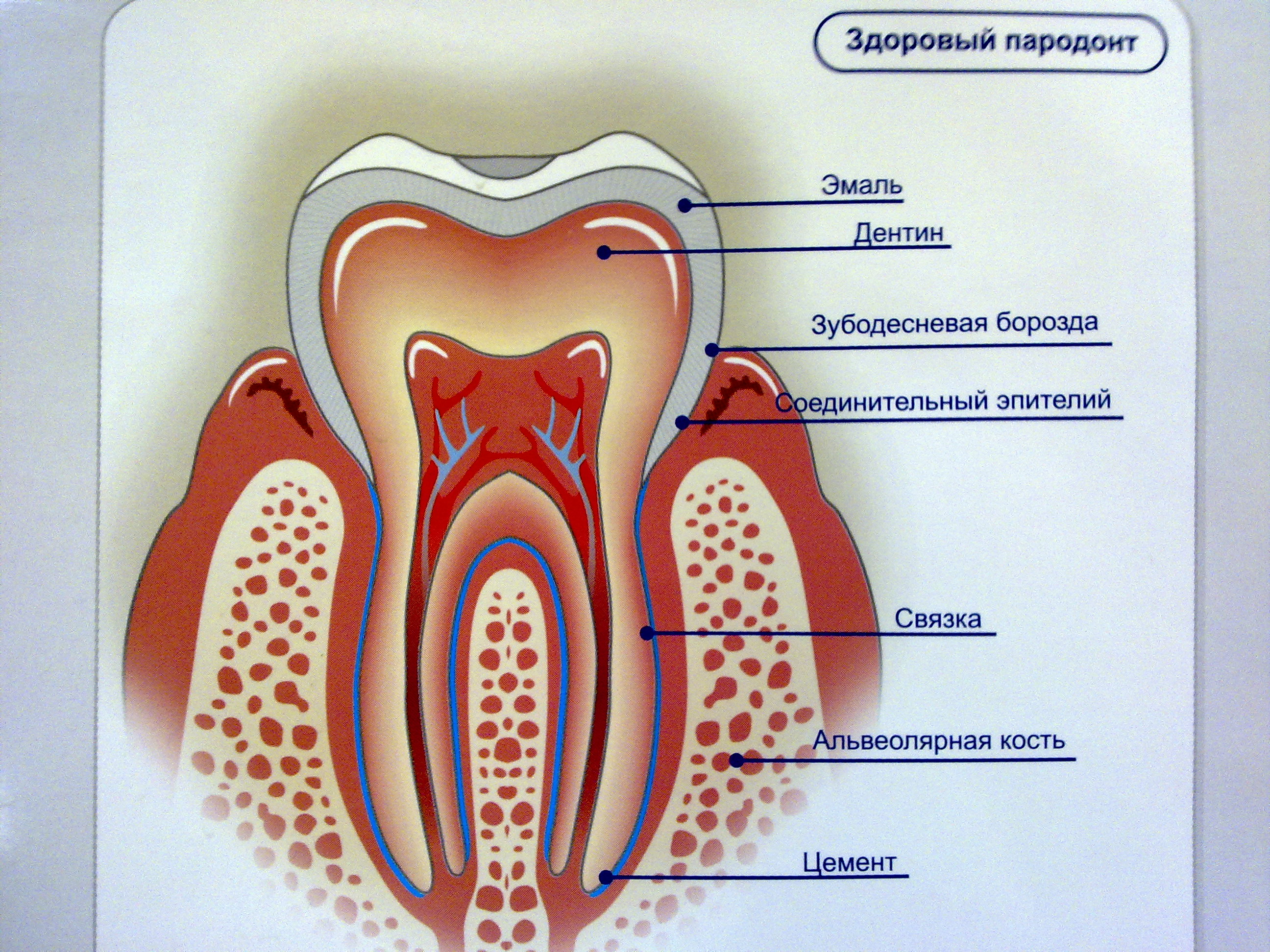 Схема десен. Строение периодонта зуба. Анатомия периодонта зуба. Анатомия строение зуба периодонт. Периодонт строение и функции гистология.