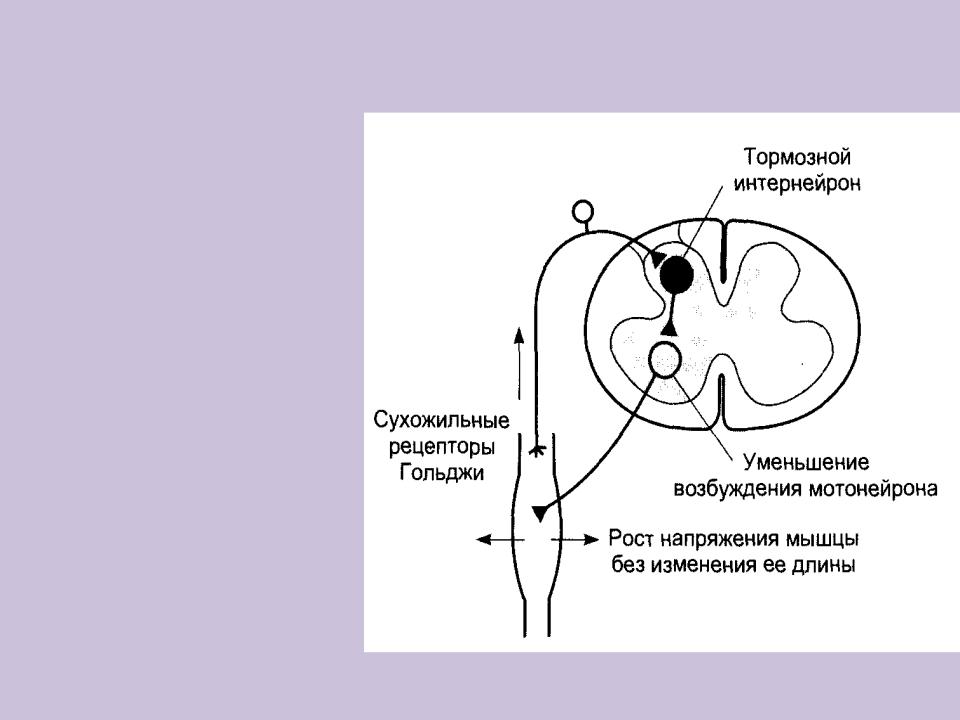 Схема торможения мотонейронов дуги сгибательного рефлекса в опыте сеченова