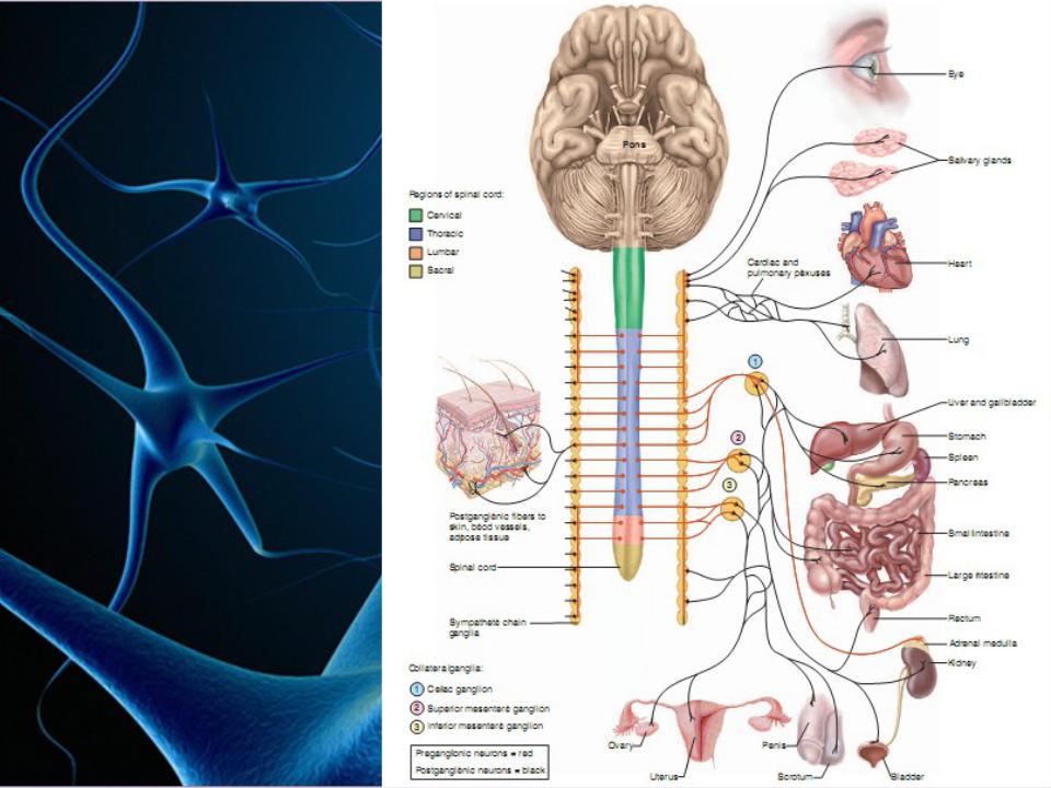 Спинной мозг вегетативные функции. Рога спинного мозга с вегетативной нервной системы. Центральная и вегетативная нервная система. Ядра симпатического отдела ВНС. Анатомия центральной нервной системы.