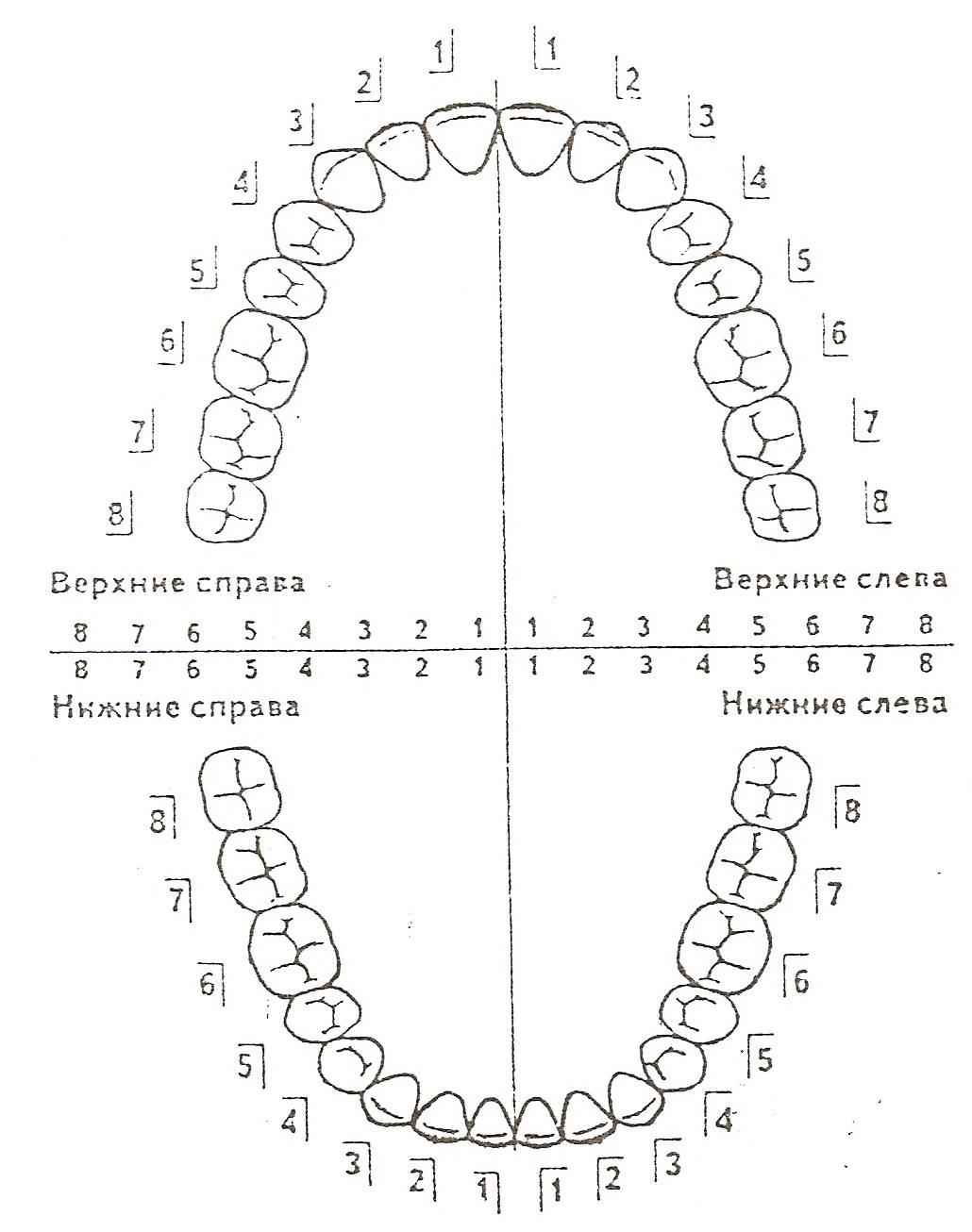 строение молочного зуба у детей фото схема