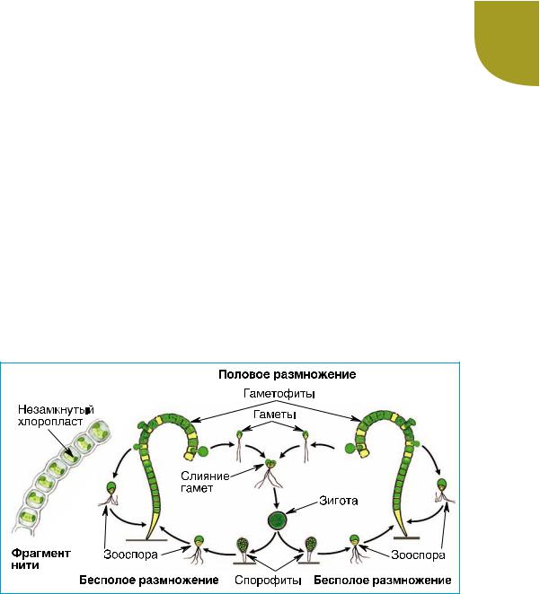 Размножение водорослей улотрикс. Жизненный цикл улотрикса ЕГЭ биология. Цикл улотрикса схема. Жизненный цикл улотрикса схема. Улатрикс а жизненный цикл ЕГЭ.