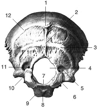 Мыщелки черепа. Затылочная кость черепа анатомия. Анатомия затылочной кости. Мыщелок затылочной кости анатомия. Выйная линия затылочной кости.