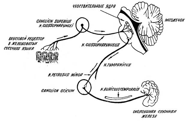 Нервный центр слюноотделительного рефлекса