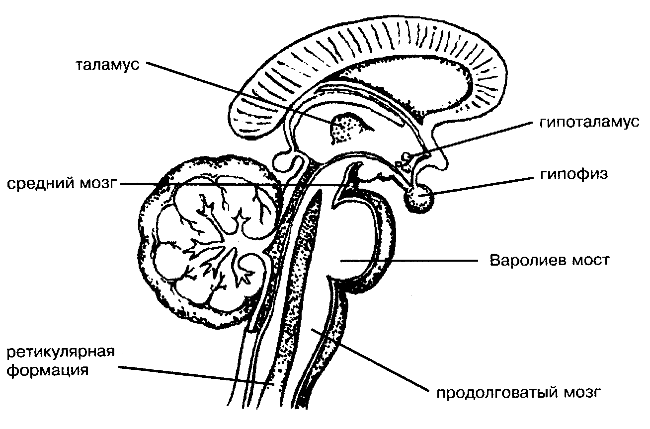Схема строения промежуточного мозга