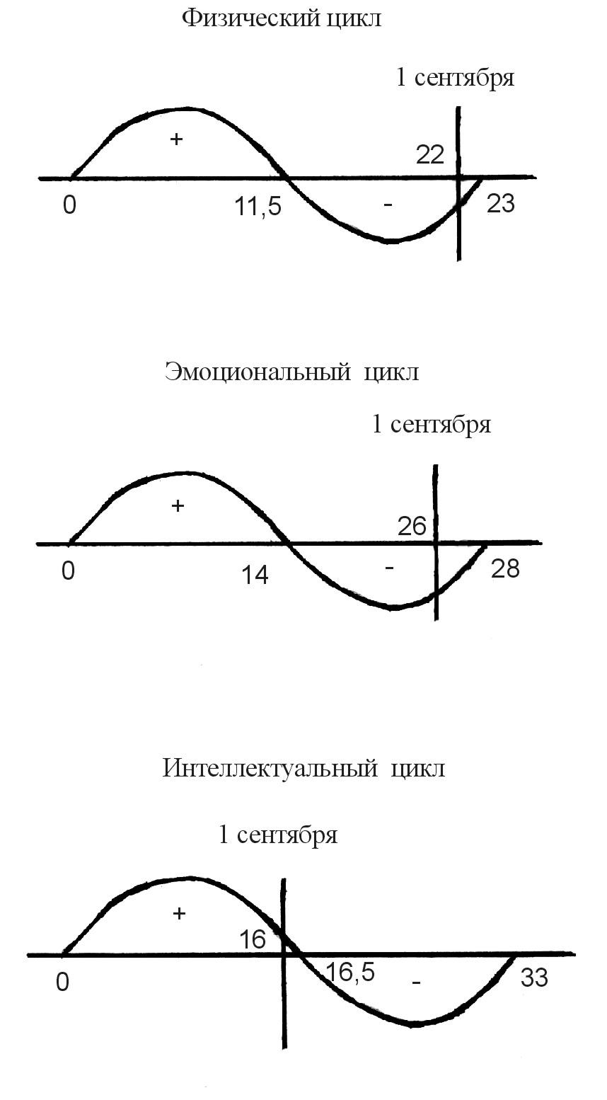 Формула для расчета биоритмов человека. Моделирование биоритмов. Моделирование биоритмов человека. Теория трех биоритмов. Теория трех биоритмов.
