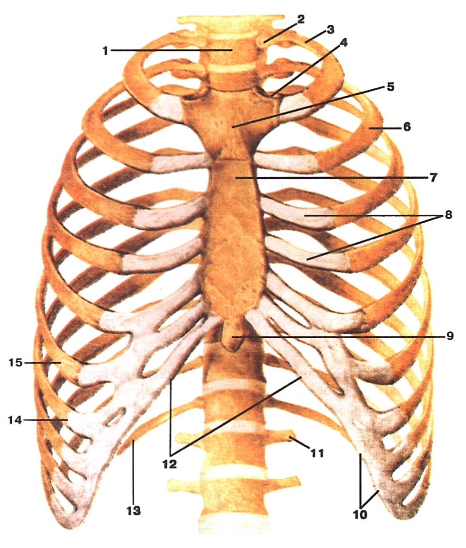 Показать ребра человека. Грудная клетка анатомия 10 ребро. Грудная клетка анатомия и 2 ребра. Arcus costalis анатомия. Рукоятка грудины мечевидный отросток.