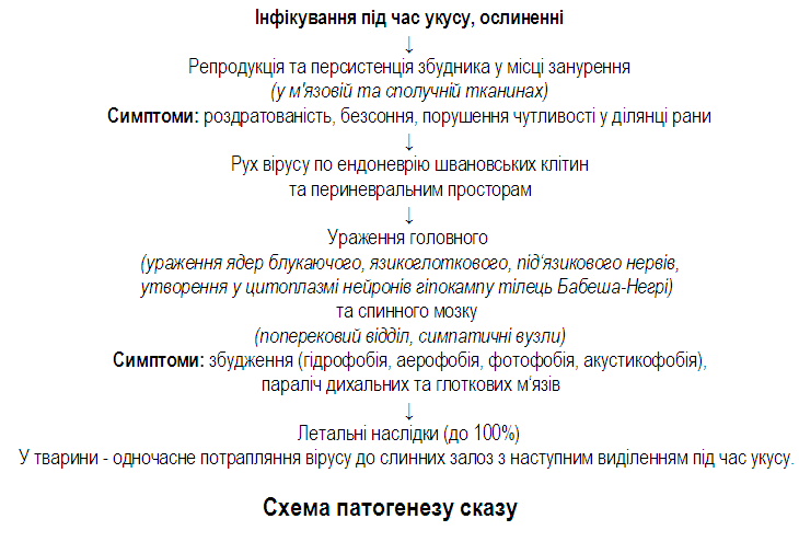 П атогенез сказу та клінічні прояви.