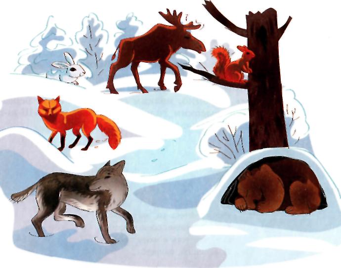 Лиса провела волка. Зимующие звери. Зимующие животные для детей. Зимовка диких животных для детей. Животные зимой для детей.