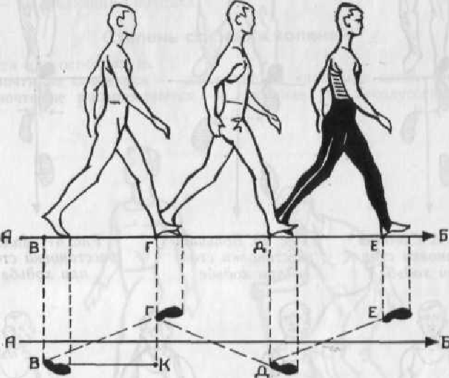 Средний шаг мужчины. Измерить длину шага. Как измерить длину шага человека. Длина шага человека. Средний шаг человека.
