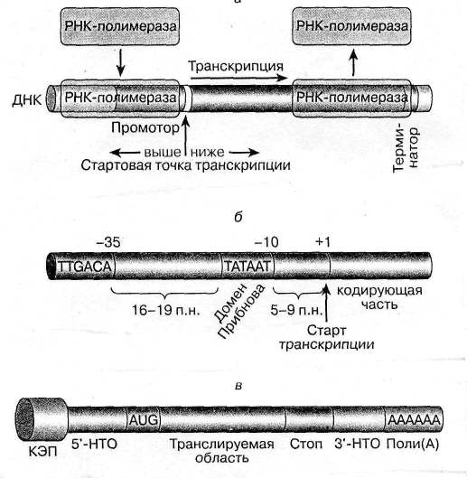 Транспорт белков у эукариот