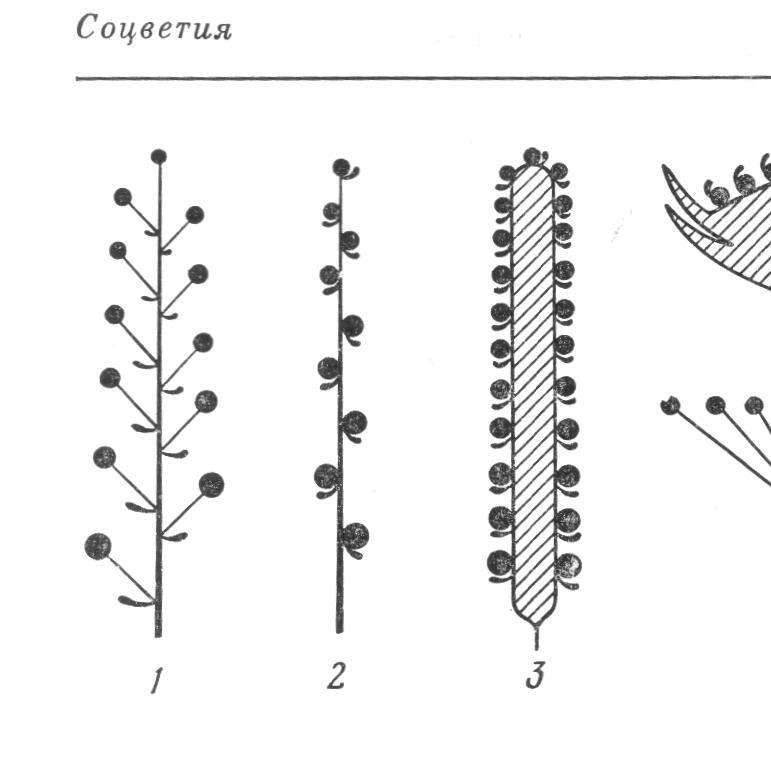 Сложный початок. Соцветие простой Колос схема. Схема соцветий кисть , Колос,початок. АИР схема соцветия.