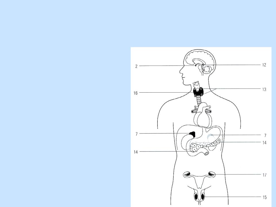 Рисунок эндокринной системы человека. Железы внутренней секреции человека рисунок. Эндокринные железы человека рисунок ЕГЭ. Эндокринная система человека схема. Расположение желез эндокринной системы.