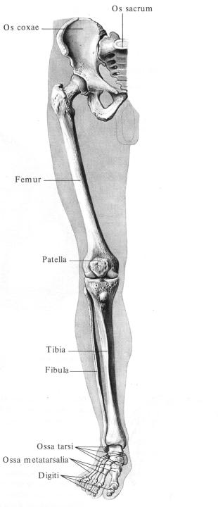Нижний латынь. Скелет нижней конечности латынь. Кости нижней конечности анатомия. Кости нижних конечностей человека анатомия. Скелет нижней конечности бедро? Стопа.