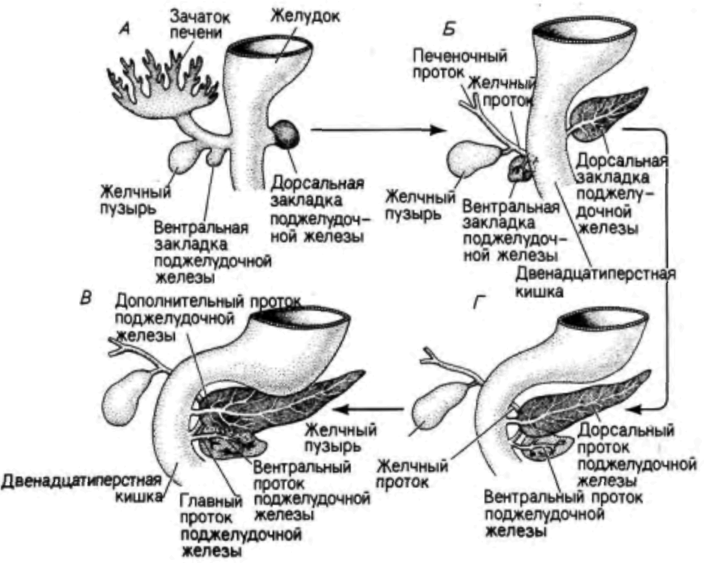 Эпителий печени и поджелудочной железы. Эмбриональное развитие поджелудочной железы. Развитие печени в эмбриогенезе. Эмбриогенез пороков развития желчевыводящих путей. Развитие поджелудочной железы в эмбриогенезе.