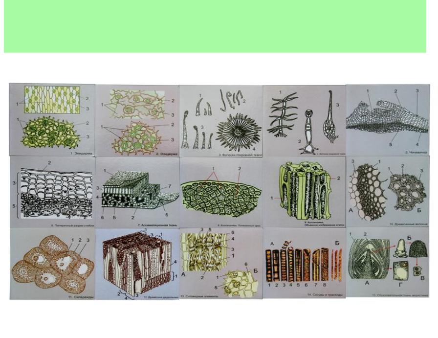 Запасная ткань растений. Ткани растений. Ткани растений рисунки. Изображение тканей растений. Разновидности тканей растений.