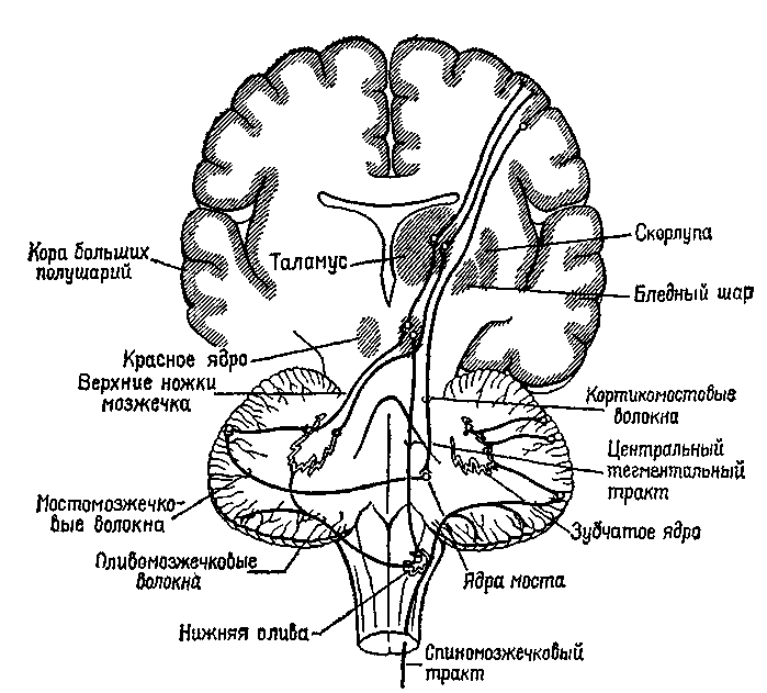 Тест мозжечок. Строение головного мозга нейропсихология. Схема головного мозга нейропсихология. Мозжечок на схеме мозга. Проводящие пути мозжечка.