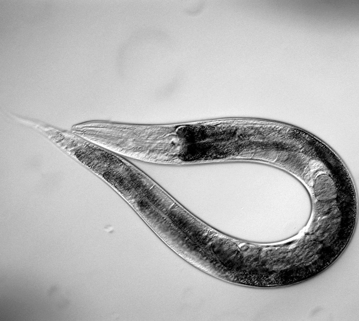 Червь геншин. Круглый червь Caenorhabditis elegans. Представители круглых червей нематоды. Нематода Caenorhabditis elegans. Caenorhabditis elegans строение.