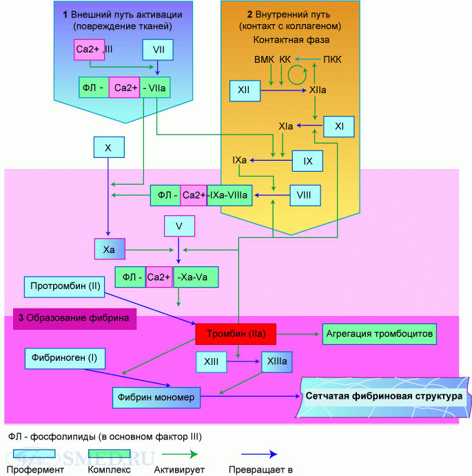 Схемы свертывания крови по внешнему и внутреннему пути