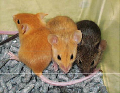 У мышей коричневая окраска шерсти. Мышка скрещенная с крысой. Желтая окраска мышей. Скрещивать сирийского хомяка с крысой. Мышь и хомяк скрещивание.