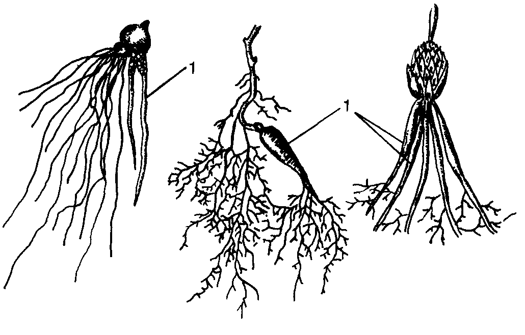 Какие корни в луке. Контрактильные («втягивающие») корни. Контрактильные корни лилии.