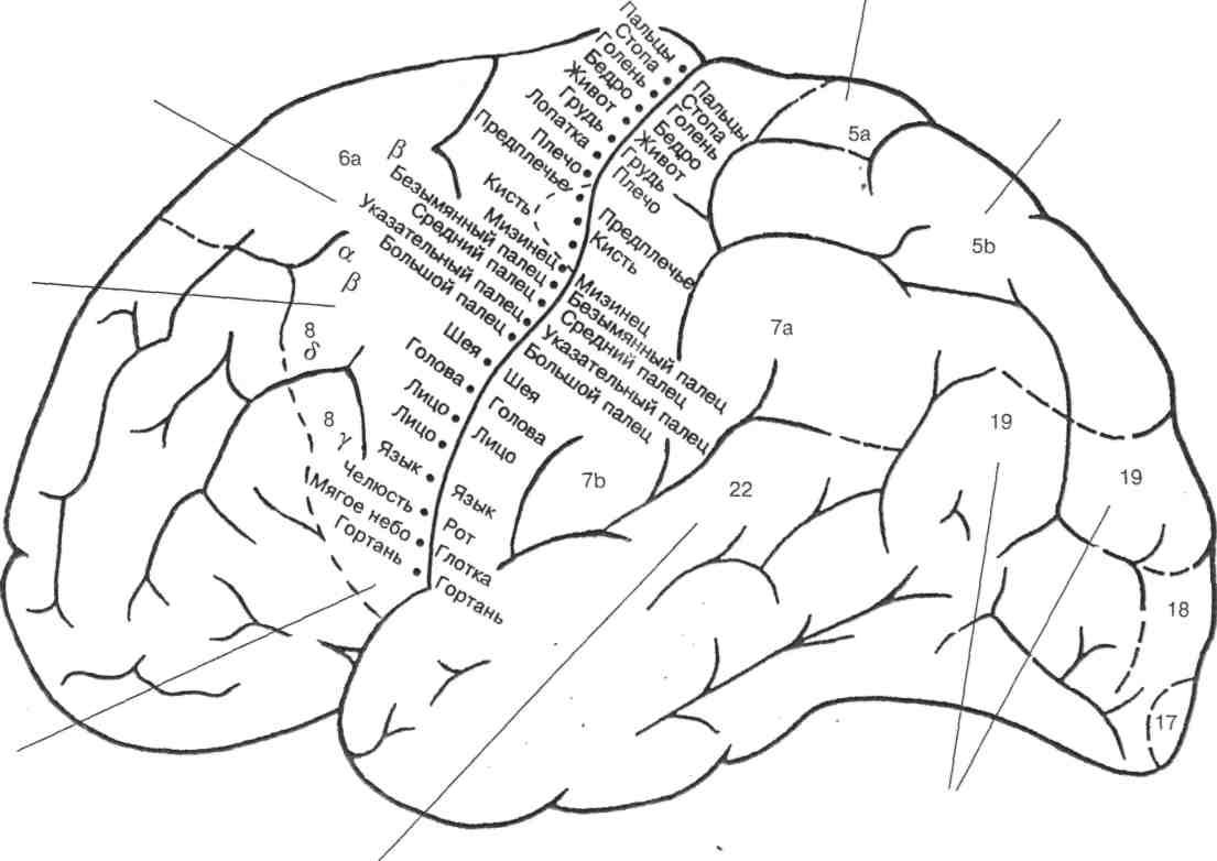 Извилины брюс. Топографическая карта коры головного мозга. Схема первичных двигательных полей коры головного мозга. Цитоархитектонические поля Бродмана левое полушарие.