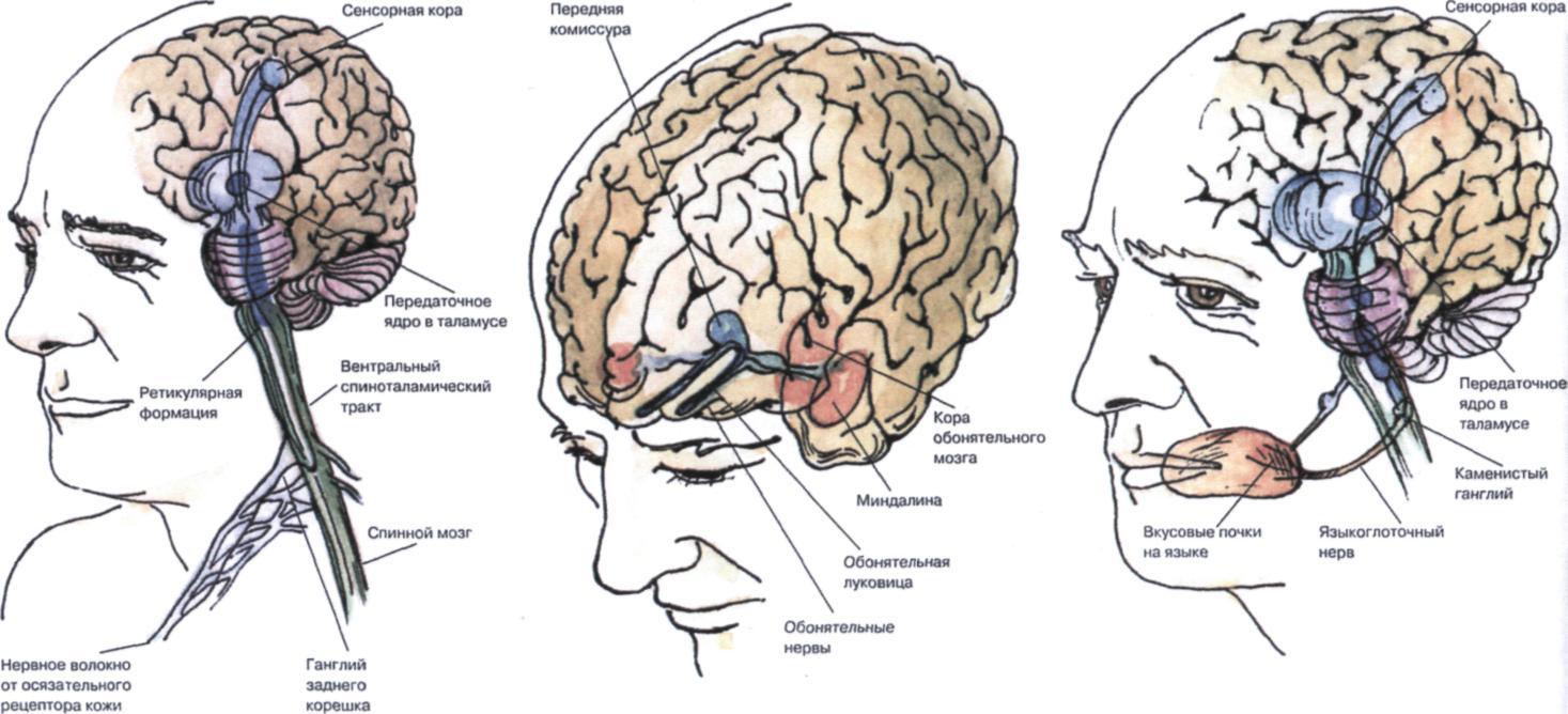 Управление импульс мозга. Сенсорные зоны мозга. Сенсорные отделы мозга. Моторный отдел мозга. Сенсорно-моторный мозг.