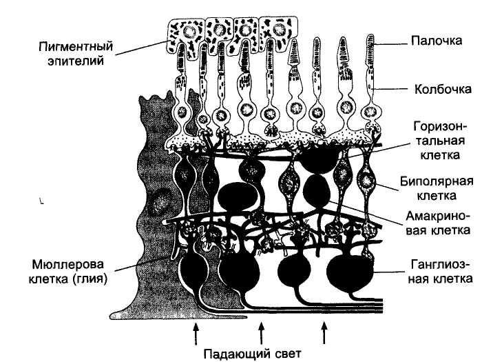Схема строения нейронного строения сетчатки