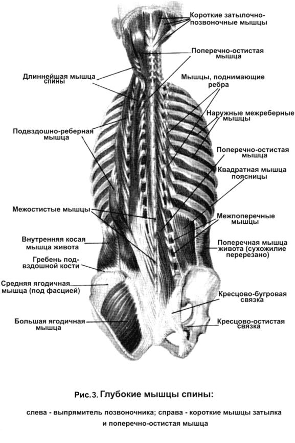 В методических указаниях названия мышц даются на трех языках: русском ...