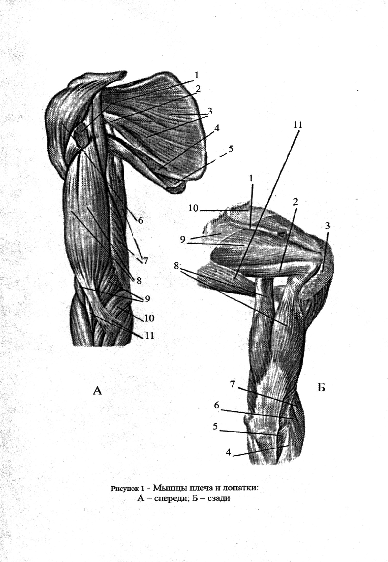 Внутренняя поверхность плеча. Мышцы плечевого пояса и плеча вид спереди. Мышцы плеча передняя группа анатомия. Мышцы плечевого пояса и плеча Синельников.