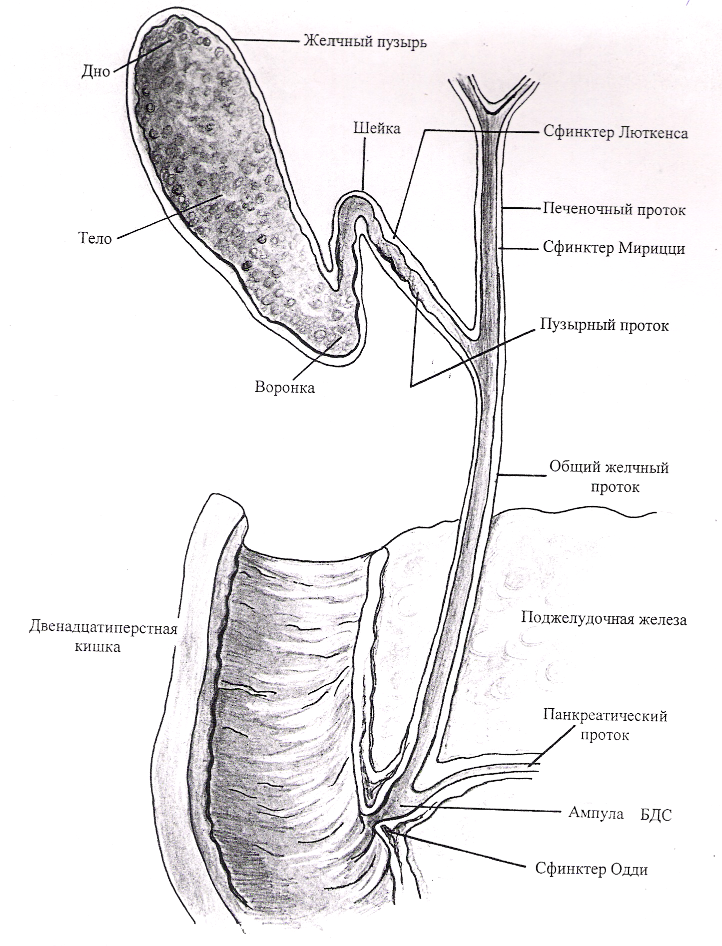 Внепеченочные желчные пути. Анатомия строения желчных протоков. Строение желчного пузыря и протоков. Строение желчного пузыря и желчевыводящих путей. Желчный пузырь и желчные протоки анатомия.