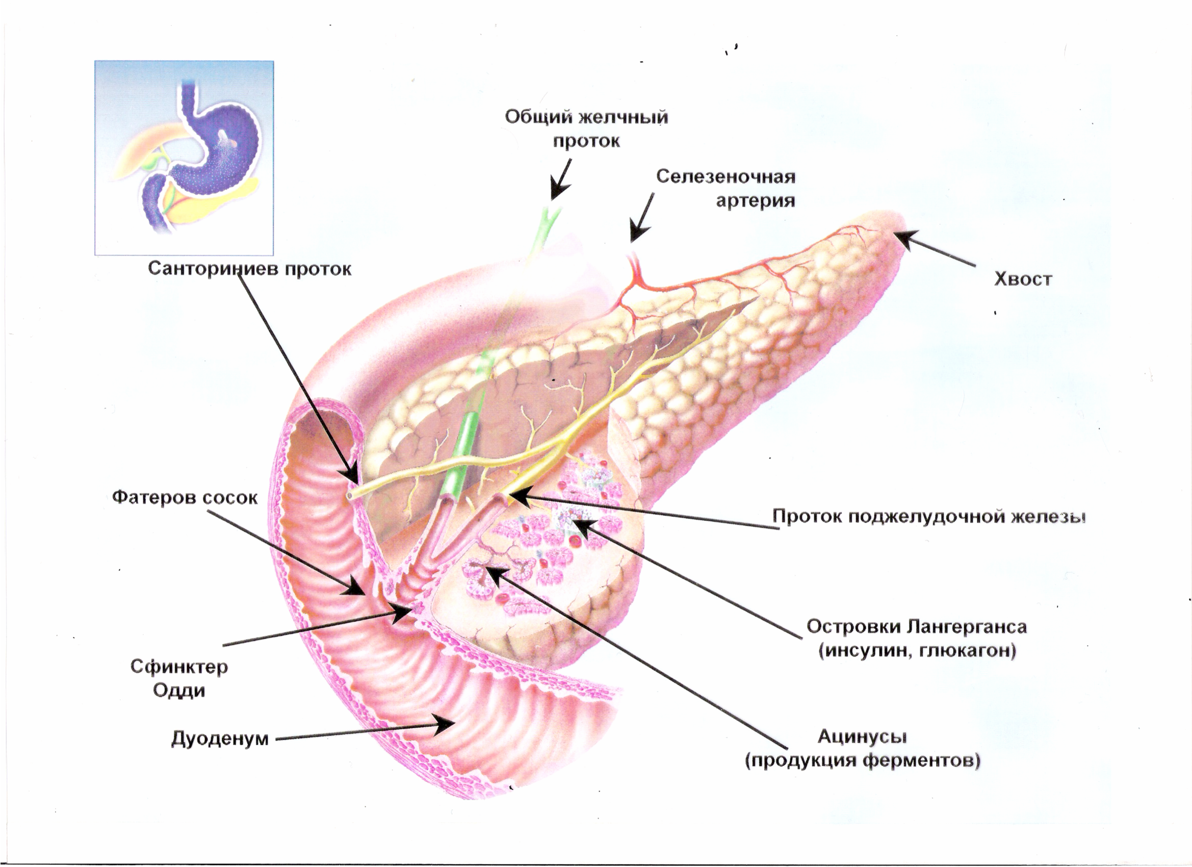 Вирсунгов проток это. Санториниев проток поджелудочной. Вирсунгов проток поджелудочной железы. Протоковая система поджелудочной железы. Поджелудочная железа строение и функции анатомия.