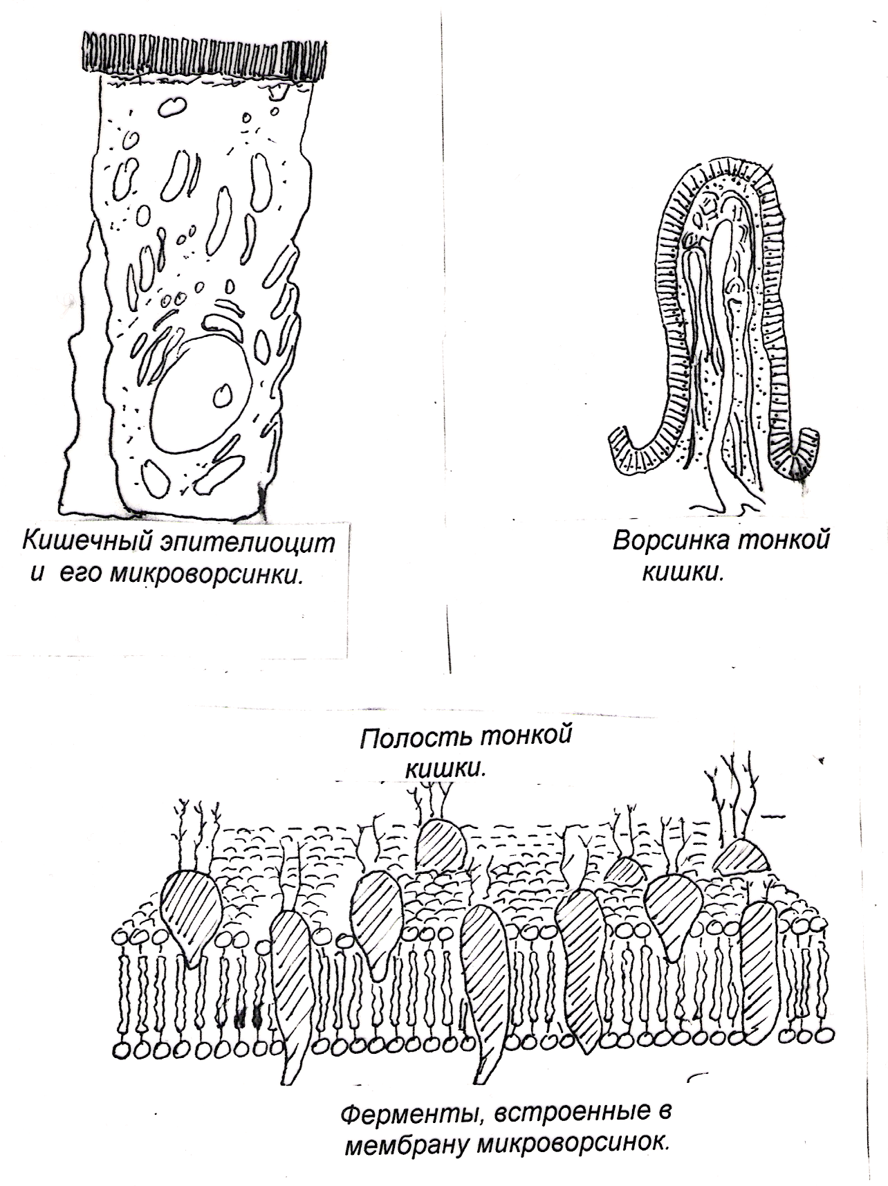 Cell Model Flashcards Quizlet
