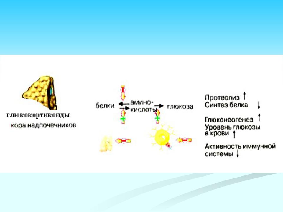 Синтез глюкокортикоидов. Ткани-мишени для глюкокортикоидов:. Строение глюкокортикоидов.