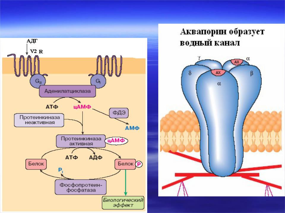 Протеинкиназа а. АДГ аквапорины. Протеинкиназа. Протеинкиназа g. Механизм активации ЦАМФ-зависимой протеинкиназы.