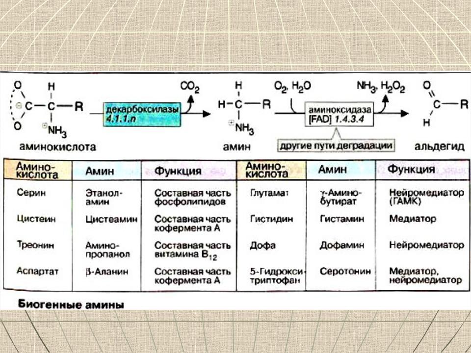Какие амины биогенные Какие амины биогенные