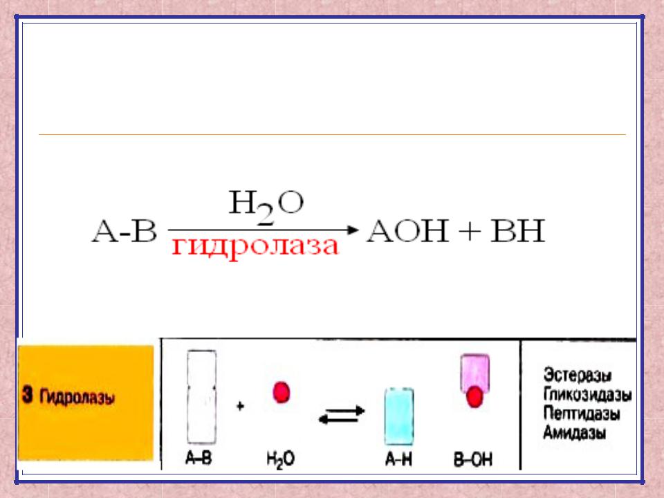 Класс гидролаз. Основные подклассы гидролаз. Схема реакции гидролазы. Гидролазы ферменты. Химические реакции с гидролазами.