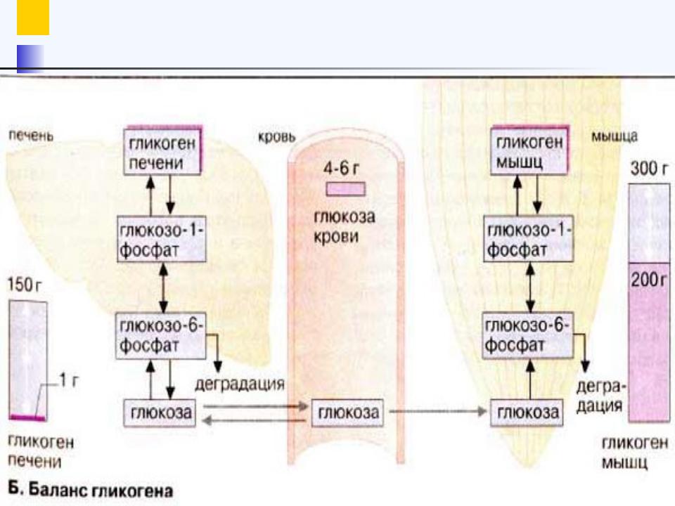 Презентация на тему: Распад гликогена (гликогенолиз)