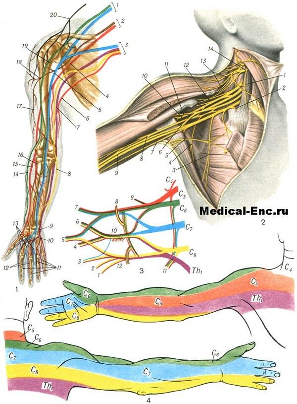 Центральный нервный канал. Нервы плечевого сплетения анатомия. Плечевое сплетение анатомия нервы и иннервация. Зоны иннервации плечевого сплетения. Плечевое сплетение Неттер.