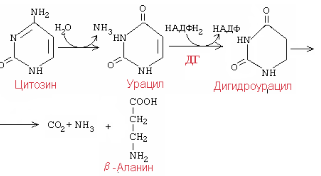 Тимин синтез. Распад пиримидиновых азотистых оснований. Схема распада пиримидиновых нуклеотидов. Реакции распада пиримидиновых нуклеотидов. Конечные продукты распада пиримидиновых нуклеотидов.