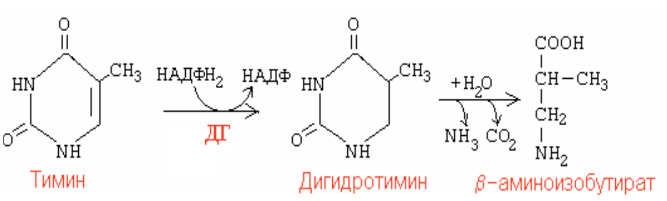 Тимин синтез. Напишите реакции катаболизма Тимина.. Бета аминоизобутират формула. Катаболизм пиримидиновых оснований Тимин. НАДФ + Н надфн2.