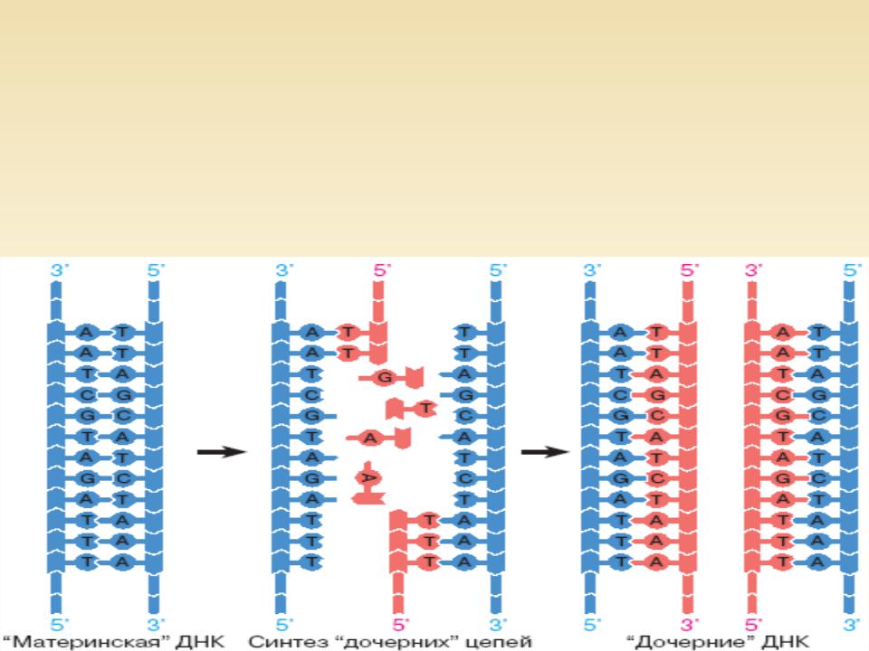 Дочерние днк. Полуконсервативный механизм репликации ДНК. Полуконсервативная репликация ДНК механизм репликации. Полуконсервативная репликация ДНК механизм. Полуконсервативный полуконсервативный механизм репликации ДНК.