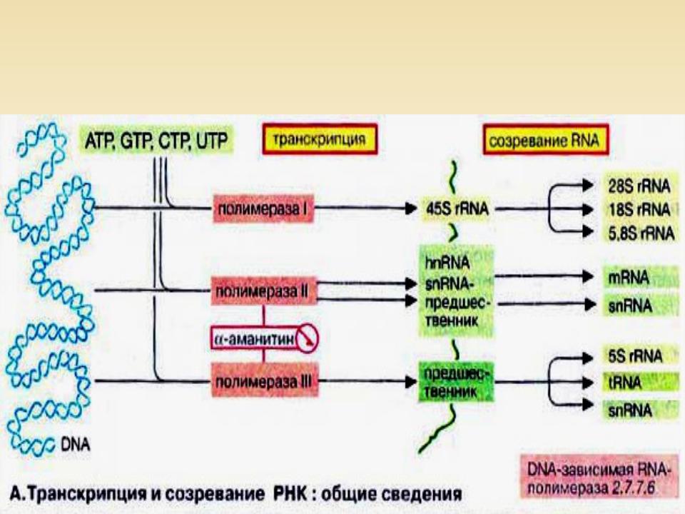 Типы биосинтеза. Этапы биосинтеза РНК схема. Транскрипция РНК этапы биохимия. Транскрипция матричной РНК. Характеристика компонентов системы синтеза РНК.