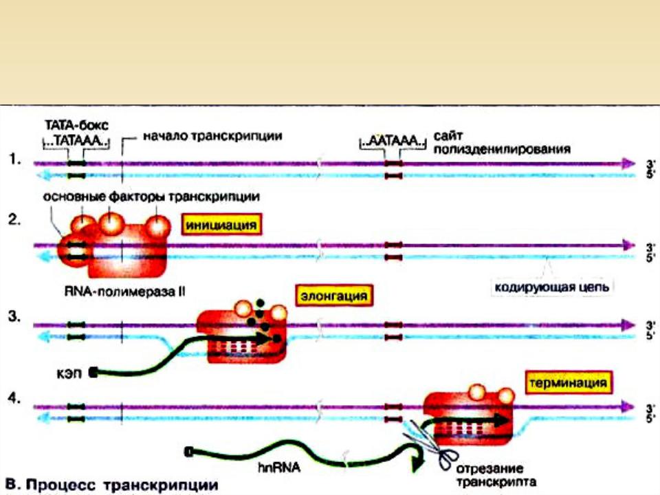 Биосинтез гена. Процесс транскрипции происходит у эукариот. Транскрипция ДНК У эукариот. Схема процесса транскрипции. Транскрипция прокариот эукариот схема.