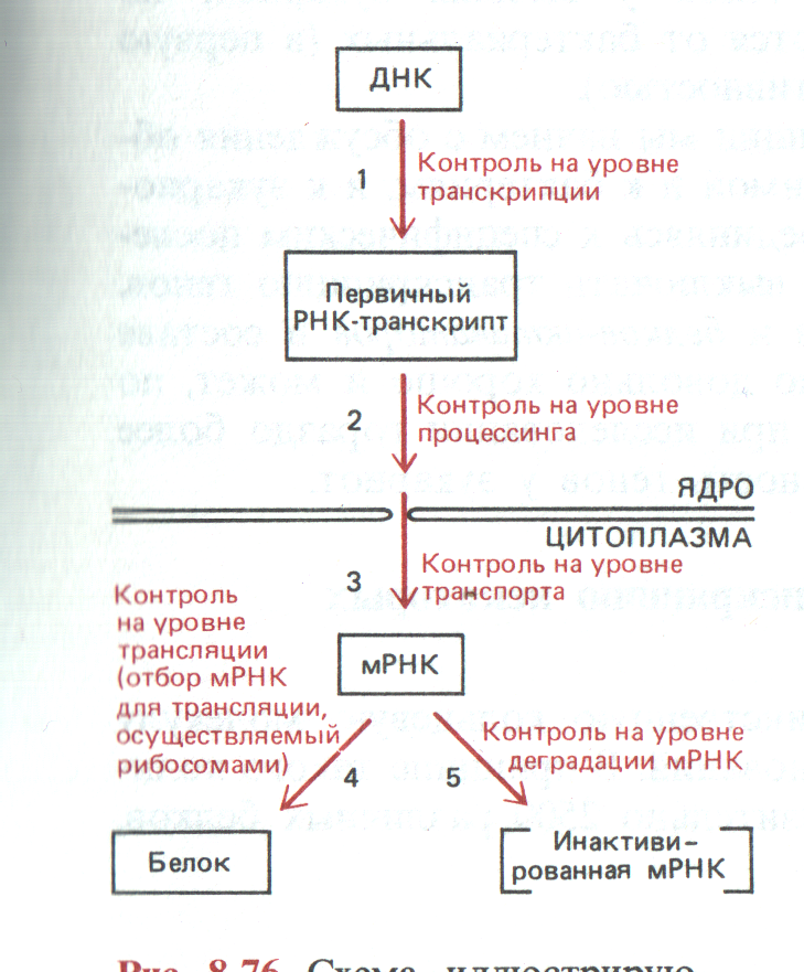 Активация аминокислот.