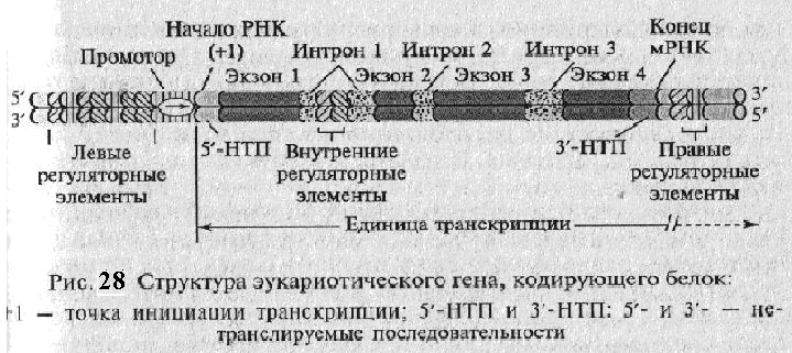 Функции гена: